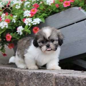 Riddle, Teddy Bear Puppy